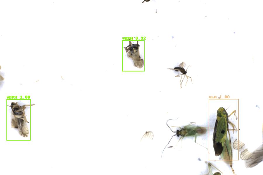 Image 15